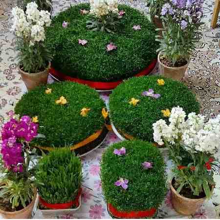 سبزه عید به شکل مزرعه سبزه به شکل کعبه