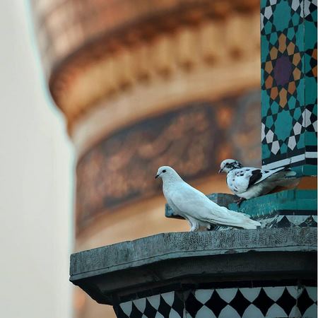 حرم حضرت معصومه زنده همین الان