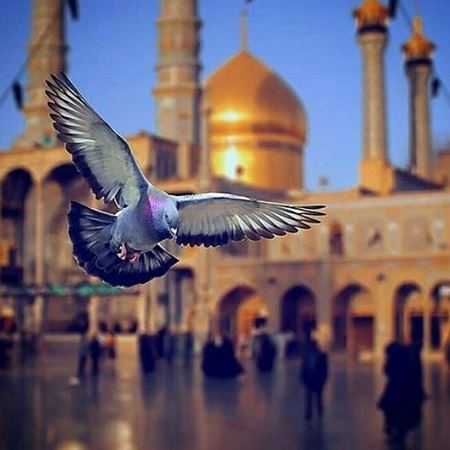 نقاشی حرم حضرت معصومه
